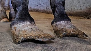 These Hooves Were In Terrible Condition How Can People Let This Happen  Satisfying Restoration [upl. by Mutua]