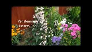 Penstemon huskers Red in flower help care and propagation [upl. by Hoban]