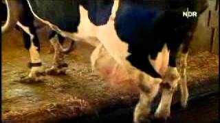 Vacas con mastitis [upl. by Vladamar]