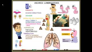 ASCARIS LUMBRICOIDES [upl. by Sucramal]