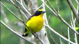 Thickbilled Euphonia  Euphonia laniirostris  Reserva el Paujil Birdwatching [upl. by Jarita]