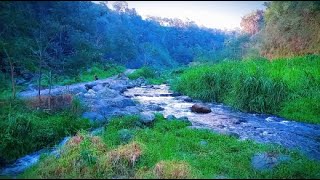 Natural sound of tropical river instant sleep calming mind relief stress healing and relaxation [upl. by Gaidano]