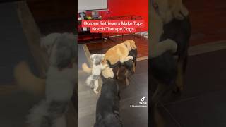 Golden Retrievers Make TopNotch Therapy Dogs goldenretriever barkingbliss DogLife CuteDog [upl. by Marybeth]