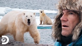 Acorralados por un oso polar hambriento  Expediciones con Steve Backshall  Discovery Latinoamérica [upl. by Eceirahs843]