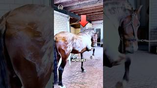 MINDBLOWING Horse Sweat Secrets You Never Knew [upl. by Bolitho11]