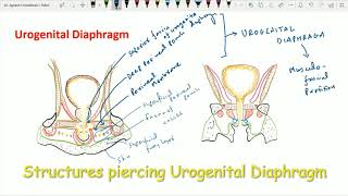 Urogenital Triangle 7 Urogenital Diaphragm [upl. by Isador664]