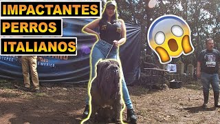 Mastín Napolitano ¡GRAN COMPETENCIA perros gigantes [upl. by Tselec]