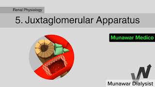 Juxtaglomerular Apparatus structure and function 3DNephronRenal physiology [upl. by Ogilvie]