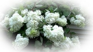 How to Prune Tree Hydrangea 3 of 3  Hydrangea paniculata [upl. by Blunk]