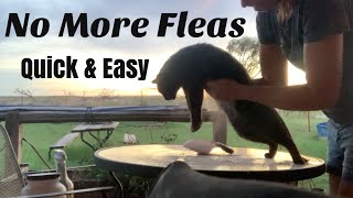 How to Use Diatomaceous Earth for Flea Powder [upl. by Gearard368]