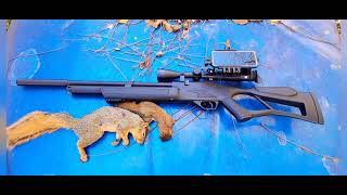 hatsan flash qe 22 new sideshot scope phone mount squirrel hunting Part 1 [upl. by Haukom]