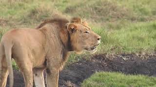 Lions Roaring  Male Lion vs Lioness [upl. by Sidell]