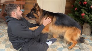 Giant German Shepherd Cries When Reunited With Family Happiest Dogs Ever [upl. by Beltran]