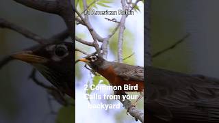 Robins and Brown Thrashers  Backyard Bird Calls [upl. by Plunkett]