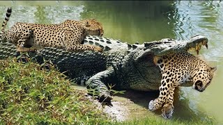 Crocodiles Wait For Leopard Across The River  Harsh Life [upl. by Mert]