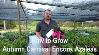 How to grow Autumn Carnival™ Encore® Azaleas with a detailed description [upl. by Christa]