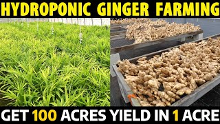 Hydroponic Ginger Farming  Get More Yield and More Income in Small Land  Ginger Cultivation [upl. by Isaiah257]