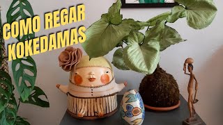 KOKEDAMAS  Como REGAR e cuidar [upl. by Erminie]