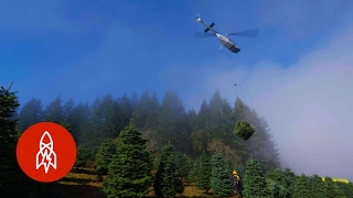 Harvesting One Million Christmas Trees by Helicopter [upl. by Okier602]