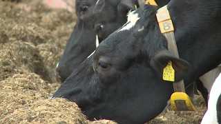 CDA Brabant zoekt stoere Brabantse boeren voor Stoere Boeren Kalender [upl. by Anyahs]