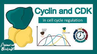 Cyclin and CDK in cell cycle progression  How Cyclin CDK works [upl. by Annahsal276]