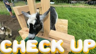 How to deworm your goat  garden tour [upl. by Aliehc]