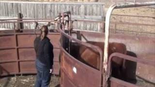 Cattle Handling for Backgrounding Feedlots [upl. by Ys]