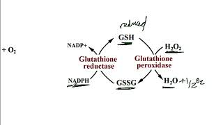 USMLE ACE Video 41 Chronic Granulomatous Disease CGD  NADPH Oxidase Pathway [upl. by Bert]