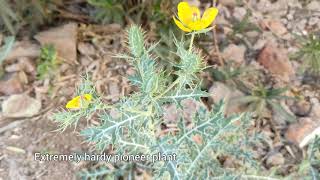 Argemone mexicana  Mexican Poppy Maxican Prickly Poppy Satyanashi cardo cardosantoPrickly Leaf [upl. by Jakob]