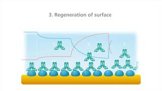 Quartz Crystal Microbalance with Dissipation QCMD Principle Surface Interaction Processes [upl. by Ellocin]