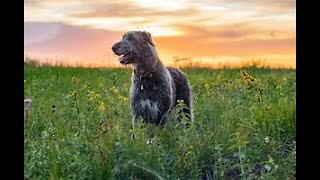 Unveiling the Resilient Irish Wolfhound [upl. by Ecirum286]