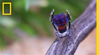 Watch The Sexy Dance Moves of Male Peacock Spiders  National Geographic [upl. by Nedla990]