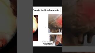 Inspeção e Palpação da Glândula Mamária shorts medicinaveterinária semiologia [upl. by Aztiley]