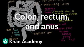 Colon rectum and anus  Gastrointestinal system physiology  NCLEXRN  Khan Academy [upl. by Dallman457]