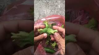 Peeling of Hazelnut Fruits after Harvesting  Fresh Hazelnuts Fruits short [upl. by Musette]