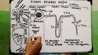 Sistem Ekskresi  Ginjal  Nefron [upl. by Nylhsoj]