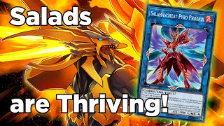 MASTER RANK SALAMANGREAT DECK SHOWCASE  Combos 🎮  Decklist ✔️  YuGiOh MASTER DUEL Replays [upl. by Tally]