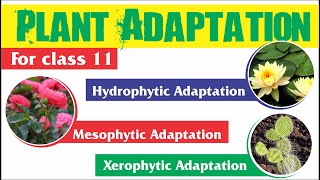 Plant Adaptation  Hydrophytic Mesophytic and Xerophytic Adaptation [upl. by Stockwell]