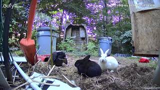 Bigwig treats Gretchen Byron and Hondo to dinner on the way home from a day of free ranging [upl. by Parrish205]