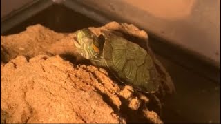 Turtle Making Noises Turtle with Respiratory Infection [upl. by Refinnaj]