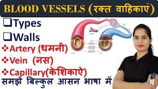 Blood Vessels in hindi  Types  Arteries  Veins  Capillaries  Sinusoids  Anatomy and Physiology [upl. by Raymond]