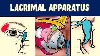 LACRIMAL APPARATUS Anatomy Explained [upl. by Nalor]