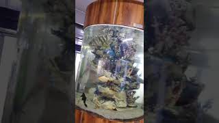 Delhi Airport fish tank 😍😍🥰🥰🦈🦈airport trending travel viralvideo youtubeshorts youtubershorts [upl. by Eydnarb]