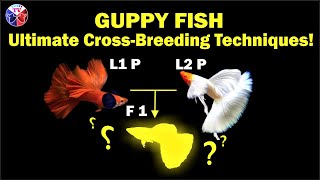 Guppy Fish Cross Breeding Ultimate Techniques [upl. by Greyson]