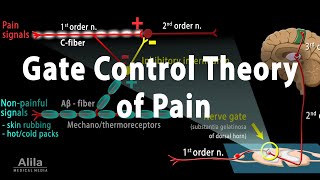 Gate Control Theory of Pain Animation [upl. by Aleinad655]