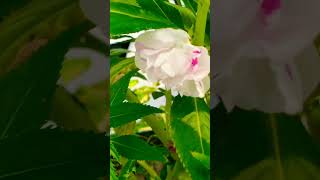 impatiens balsamina flowers [upl. by Hiro]