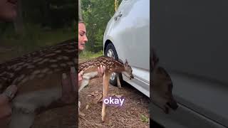 Girl finds baby deer stuck under her car [upl. by Cheng]