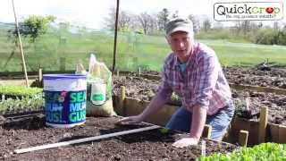 How to Plant Vegetable Seedlings [upl. by Perceval254]