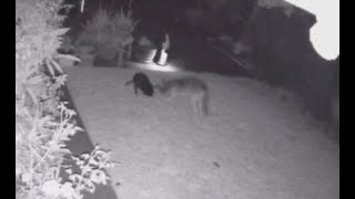 WATCH Dogs save sibling from coyote attack [upl. by Armallas]