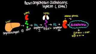 Renin Angiotensin Aldosterone System RAAS  Short and sweet [upl. by Arikat]